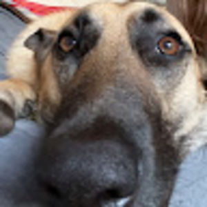 Meet your Posher, Molly